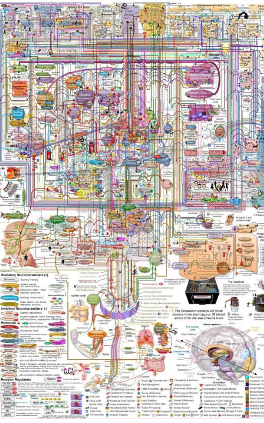 2025년 <b>노벨 생리의학상</b>, 미국... 일본 <b>사카구치</b> 시몬 교수 수여