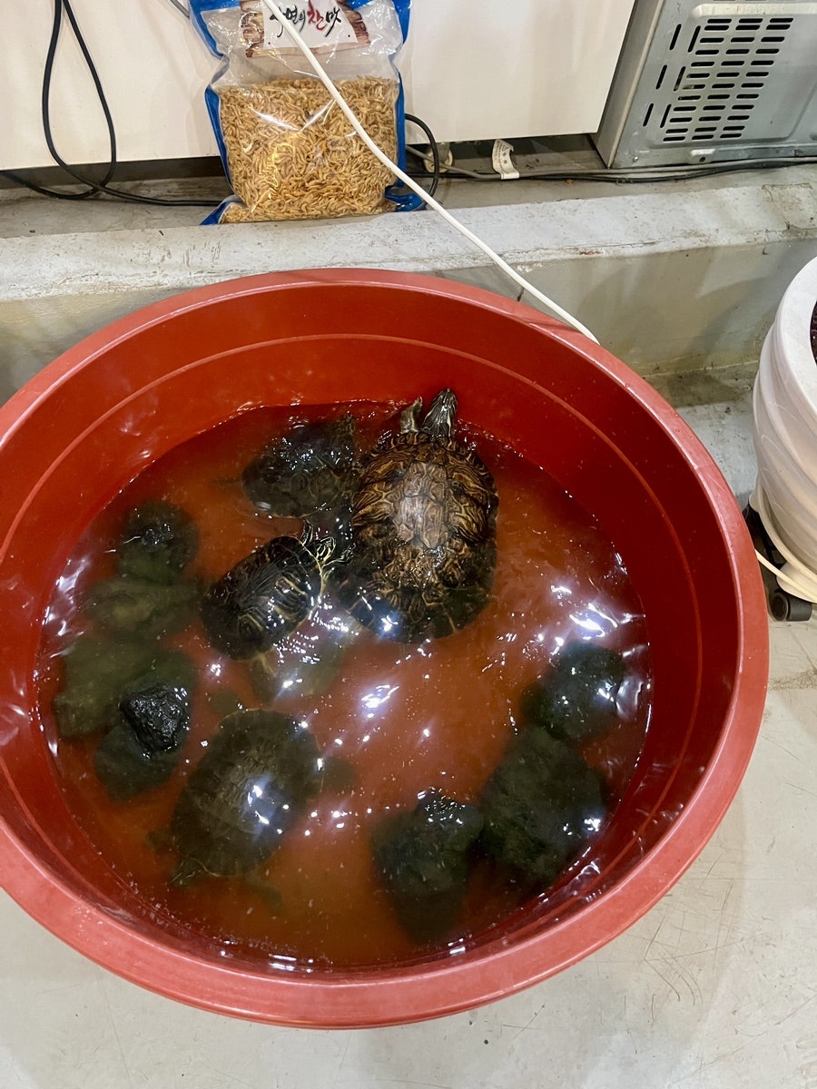 오리면돼지 사진 3