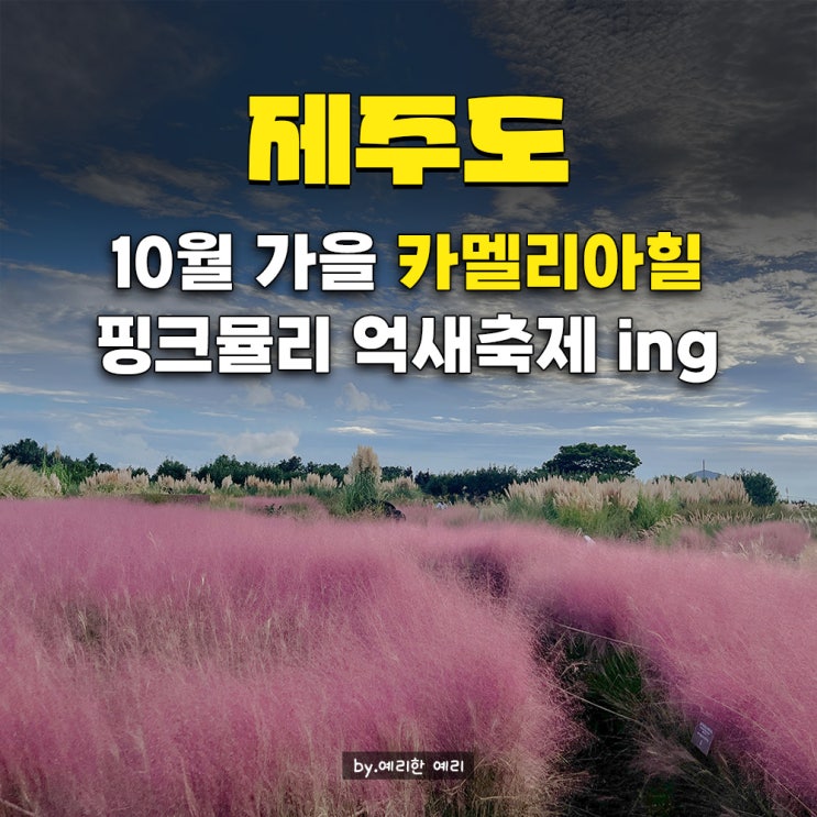 카멜리아힐 10월 핑크뮬리 코스 추천 애견동반 가능한 가을 서귀포 가볼만한곳