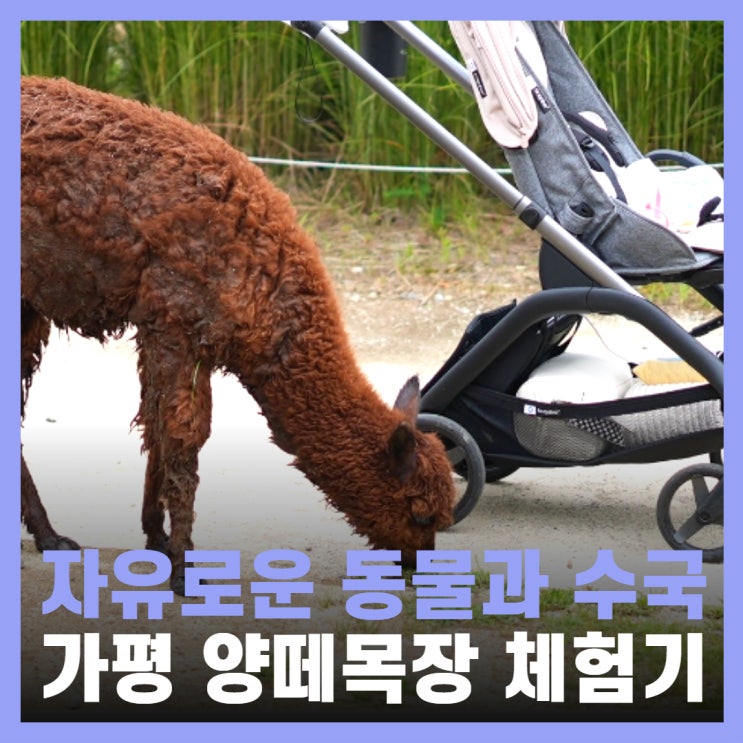  가평역 가볼만한곳 수국 동물체험 양떼목장카페