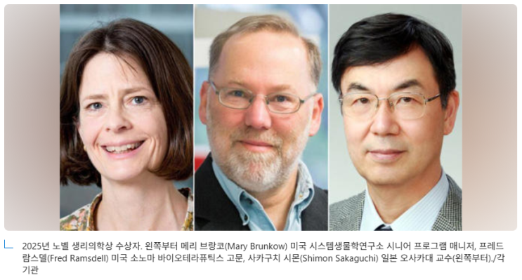 ‘<b>면역</b>의 보안관’ 조절 T 세포와 말초 <b>면역 관용</b>의 비밀