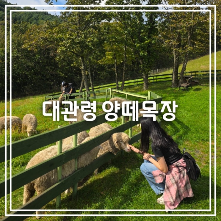  대관령 양떼목장 || 강원도 여행 필수 코스 입장권 할인 양 먹이주기