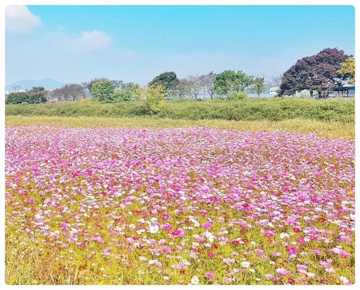  진천 가볼만한곳 코스모스 명소 | 백곡천 자전거길 따라 걷는 가을 여행