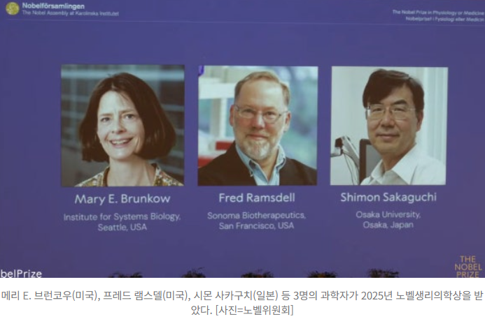  2025 노벨 생리의학상, ‘면역학의 판을 바꾼 발견’자가면역·암 치료의 새 길을 연 3명의 과학자 이야기