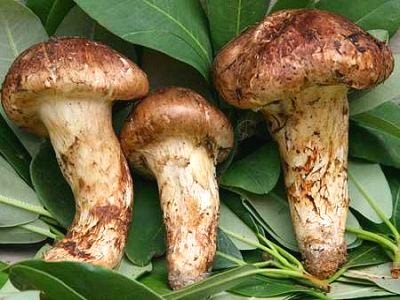 자연산 송이버섯 효능 국내산 송이버섯 가격 오래보관 방법