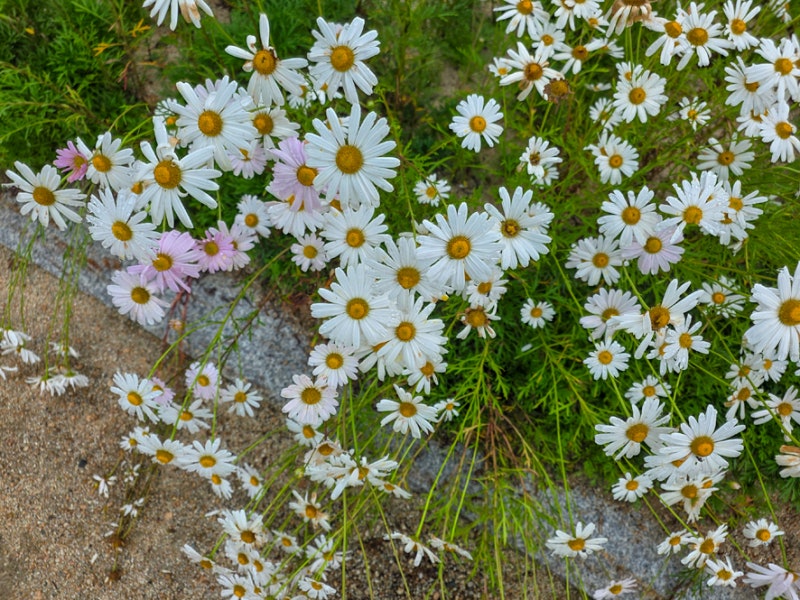 사진 11