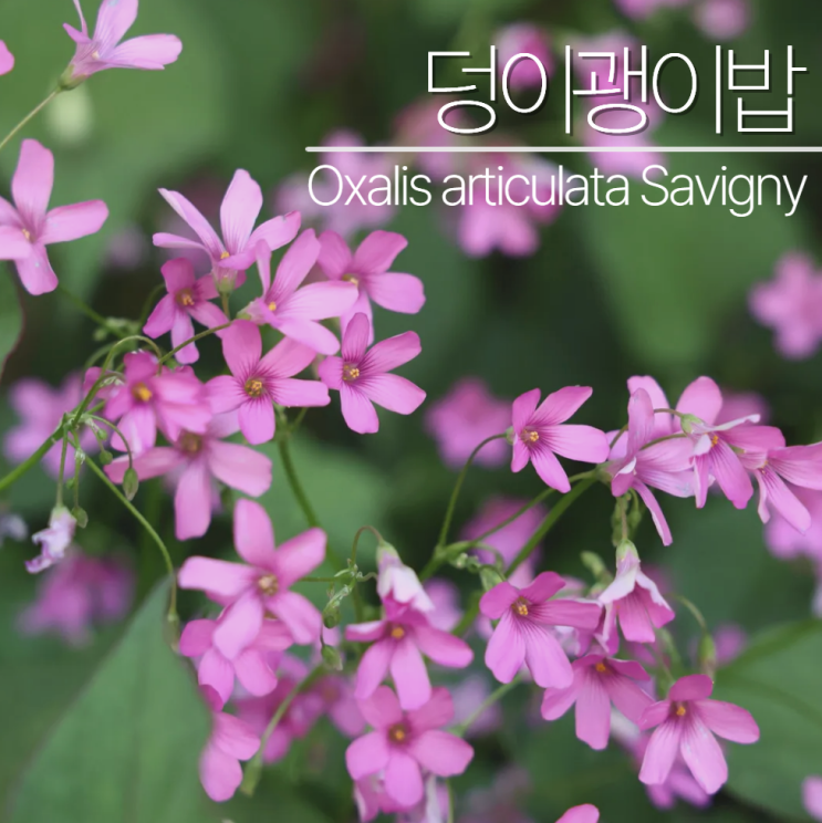  덩이괭이밥 포토 꽃말 고양이밥?