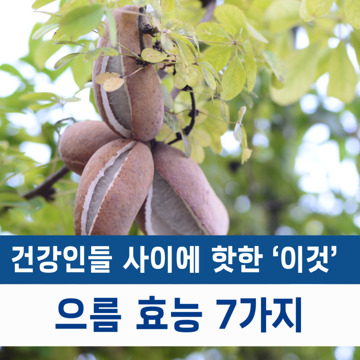  이게 바로 천연 건강식품! 으름효능 7가지와 파는곳 총정리
