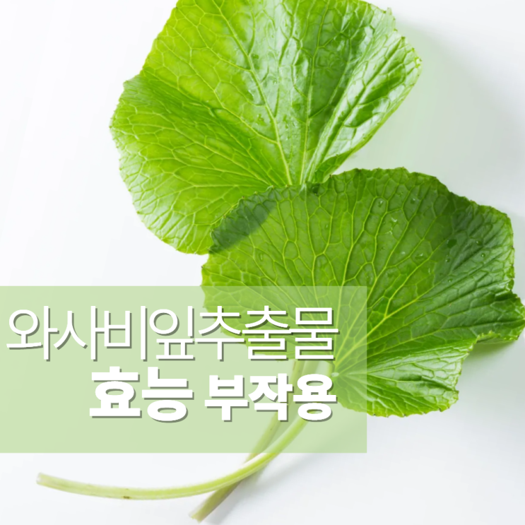  와사비잎추출물효능 5가지 부작용