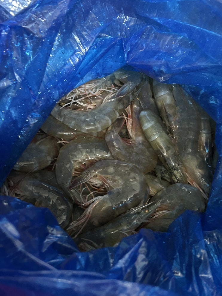   [통영 서광수산] 통영 토박이가 사먹으러가는 새우직판장 (1kg 24,000원)