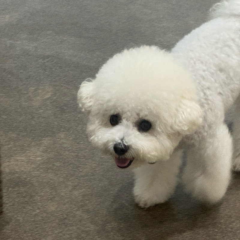 사진 9