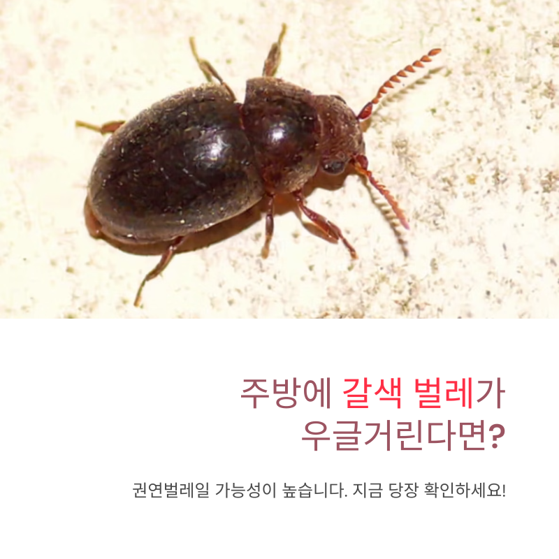권연벌레 퇴치, 반려동물 있어도 안전한 페로몬 트랩, 초음파 퇴치기 총정리 (생기는 이유부....