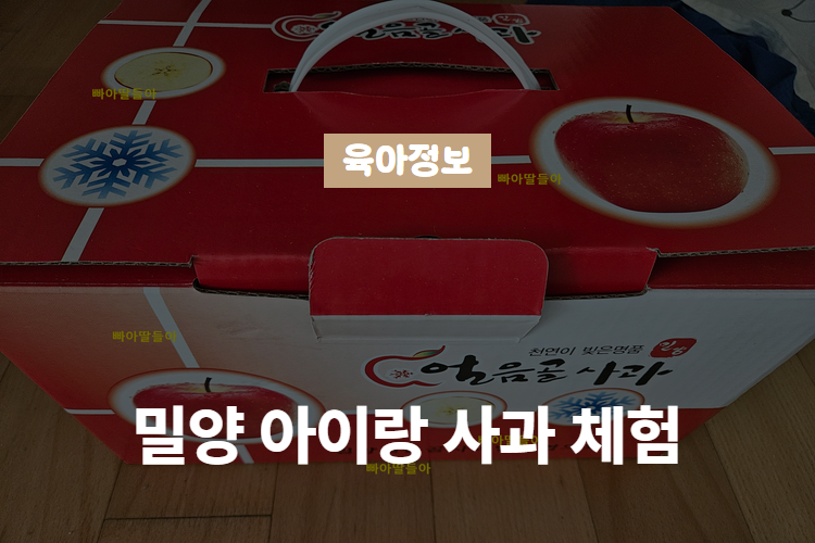 밀양 아이랑 갈만한 곳 ▶ 사과 체험 농장에서 가을 즐기기(세운 농원)