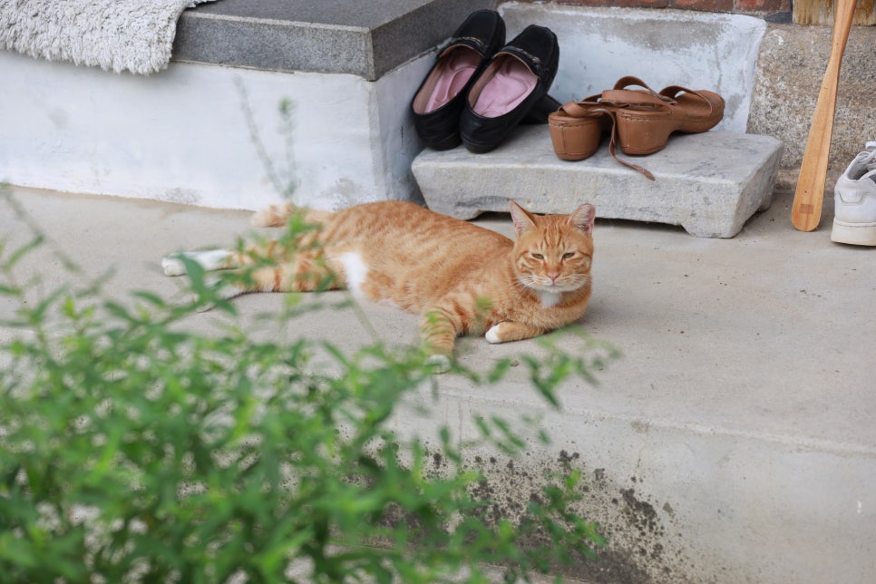 꽃냥이네 촌집 사진 2