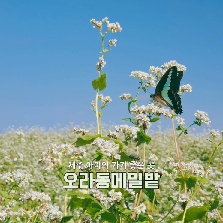  하얀 메밀꽃 눈밭 제주 오라동 메밀밭 축제 폭싹피었수다 솔직후기