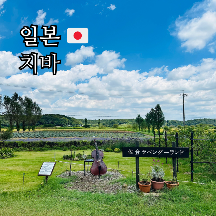  도쿄 근교 치바 여행 가볼만한곳 사쿠라 라벤더 랜드