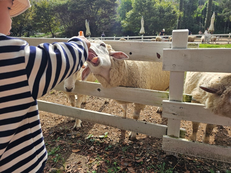  아이가 “양양~” 외치던 날, 양떼목장 방문기_울산 포니랜드_부산 근교 아이와 함께 가볼만 한 곳 추천