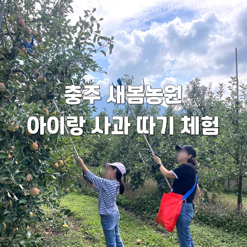 아이랑 충주 여행 ㅣ 사과 따기 체험 새봄농원