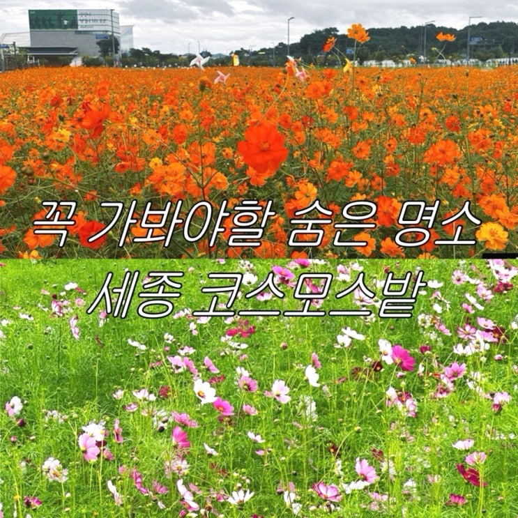 세종 가을 나들이 가볼만한 곳 | 무료 코스모스 산책로