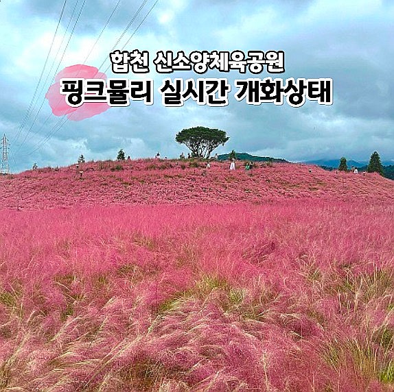  합천 가볼만한곳 핑크뮬리 신소양체육공원 실시간 개화