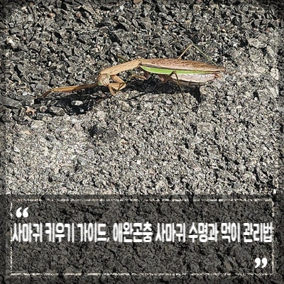 사마귀 키우기 가이드, 애완곤충 사마귀 수명과 먹이 관리법