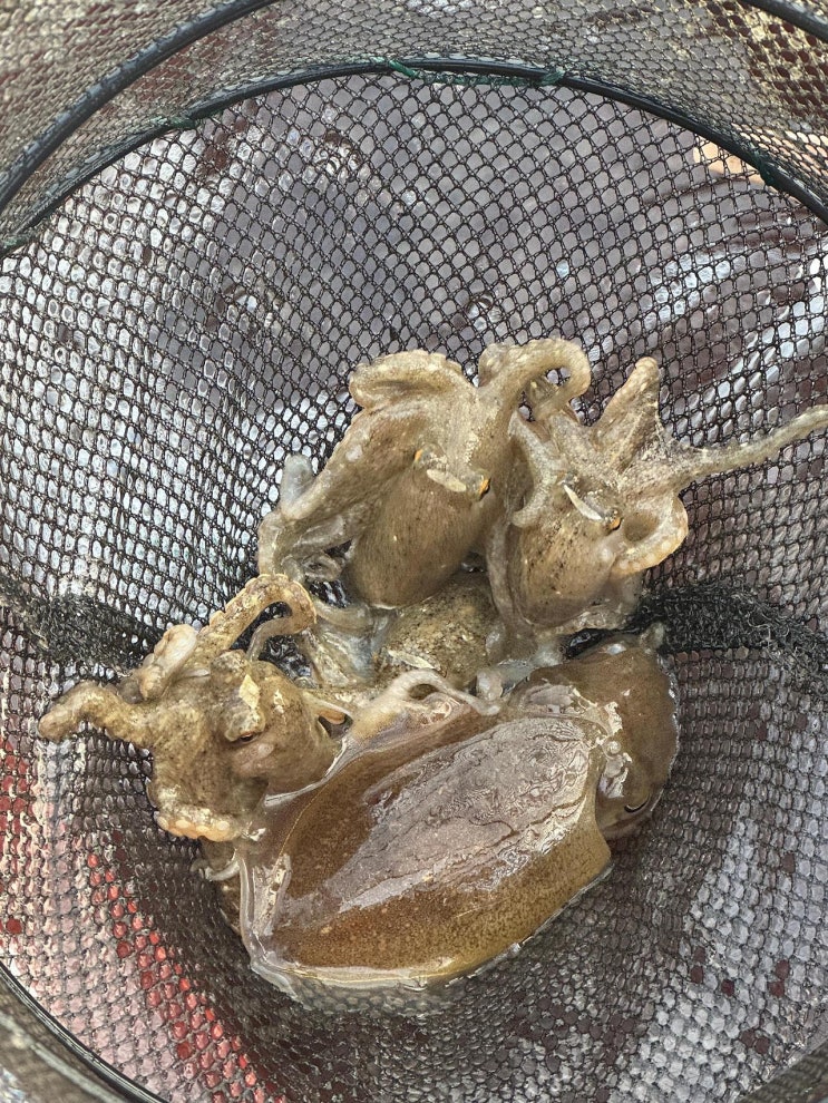  [태안] 쭈꾸미/갑오징어 다 주거쓰-! (태안 쭈꾸미/갑오징어 바다 낚시, 바다낚시 초보 준비물, 복장, 꿀팁)