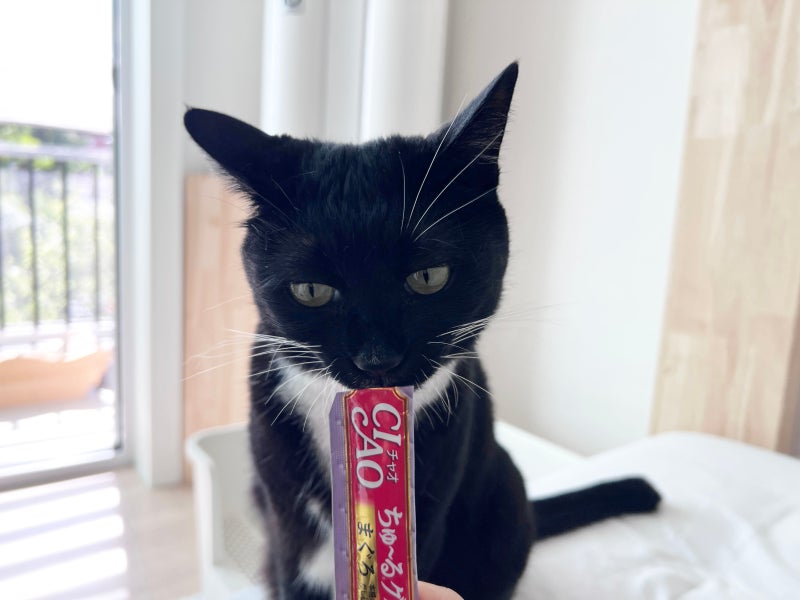 고양이 츄르 간식 하루에 몇 개? 네이버 펫 바우처 이나바 차오츄르 대용량 득템법
