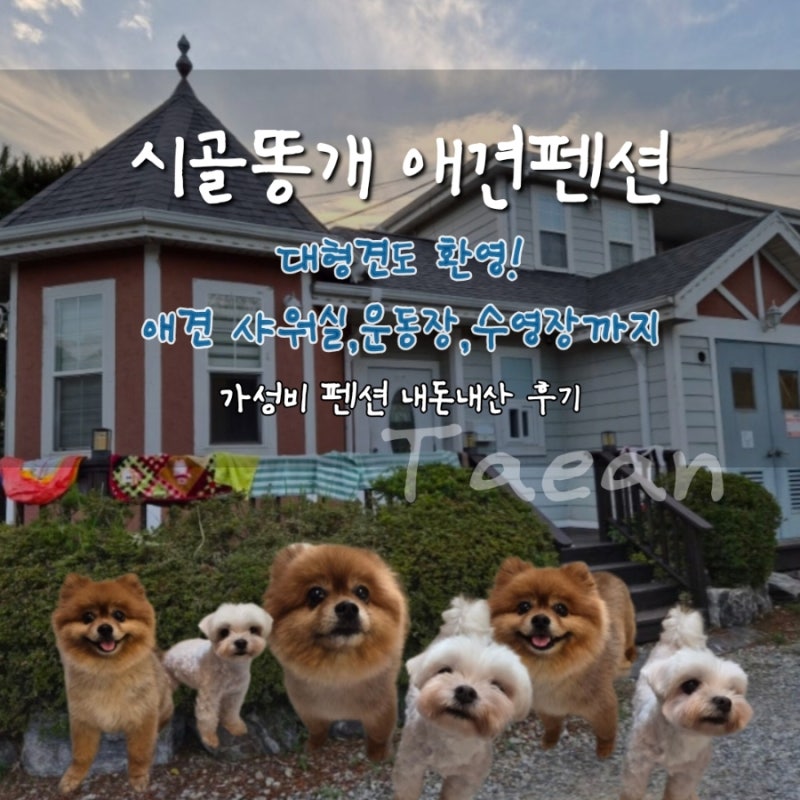 시골똥개 애견펜션