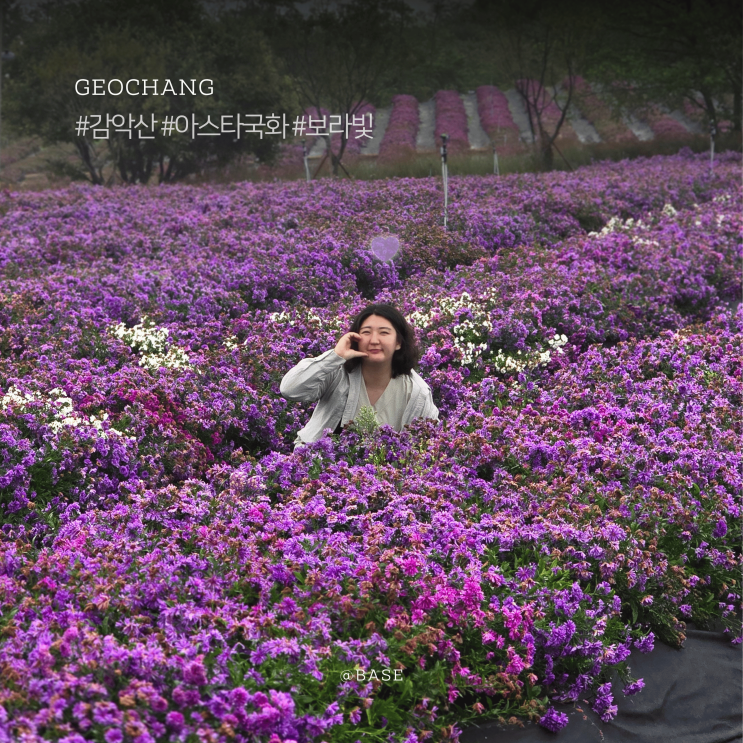  추석연휴 거창 여행, 감악산 아스타국화 축제 네비 주소, 주차장, 먹거리장터 이용 후기