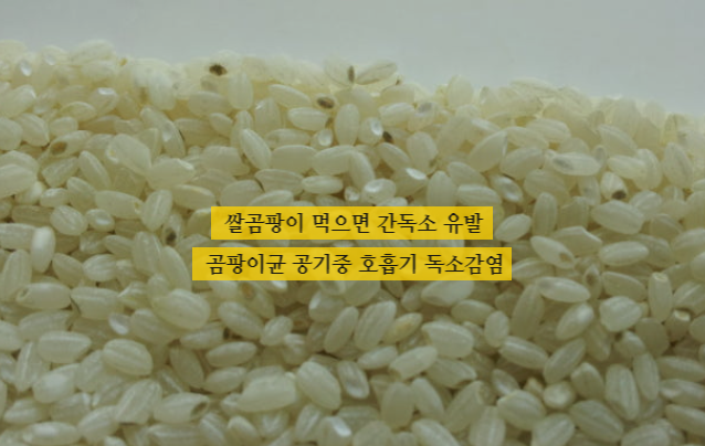 쌀 곰팡이 먹으면? 간암유발 독소 주의! 현미쌀 곰팡이 구분법까지