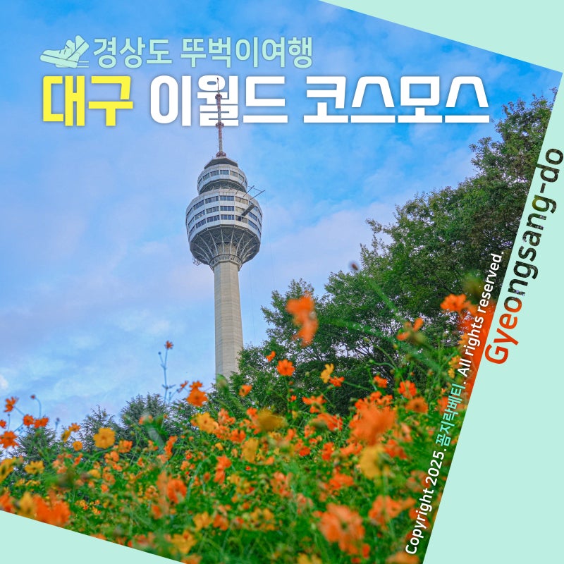 대구 이월드 코스모스 야경도 함께 즐기는 꿀팁