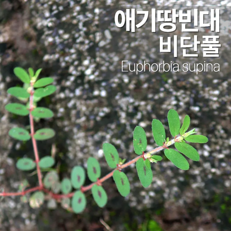  비단풀효능 효과 먹는법 애기땅빈대
