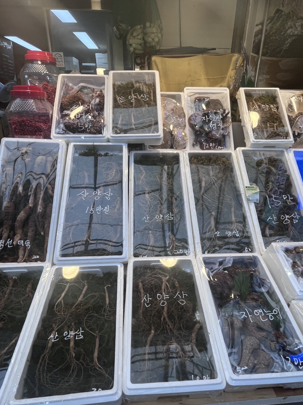 모마루 사진 6