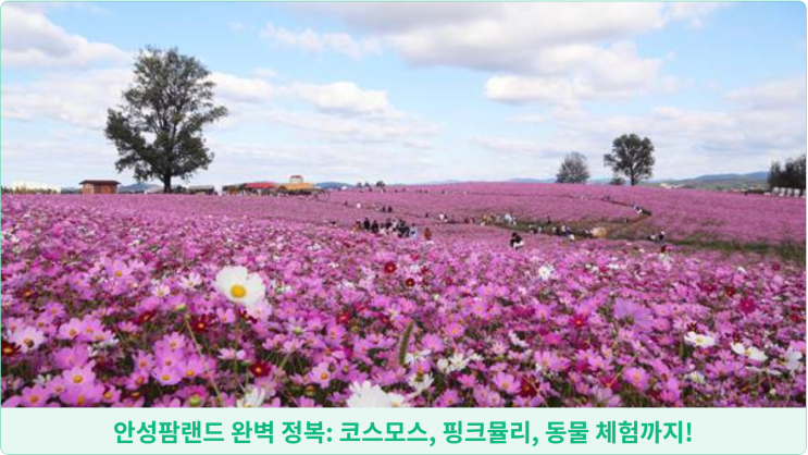  안성팜랜드 완벽 정복: 코스모스, 핑크뮬리, 동물 체험까지!