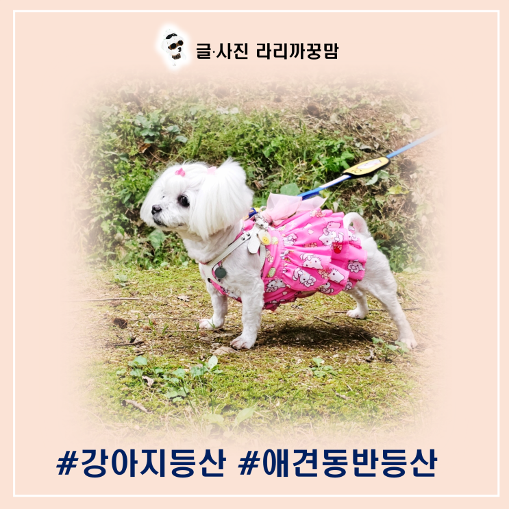  강아지와 함께 떠나는 완벽한 애견동반 등산 준비 가이드