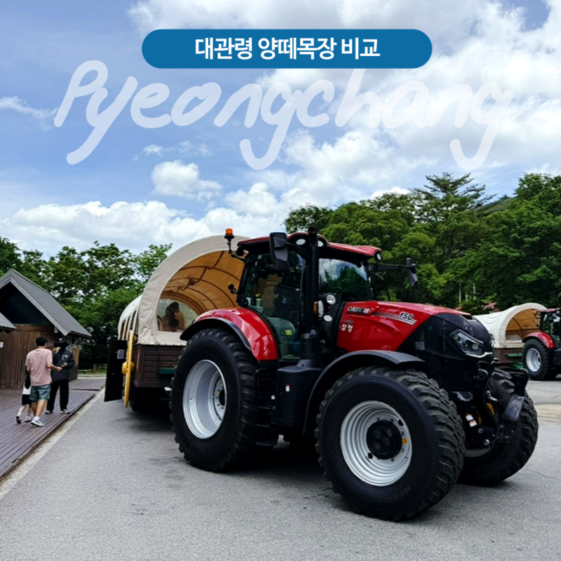 대관령 평창 양떼목장 비교 하늘목장 트랙터 타고 7세 아이와 함께한 후기