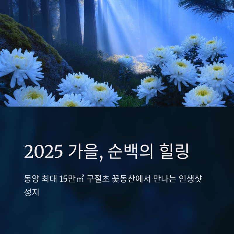 사진작가들이 뽑은 출사 명소 1위! 2025 정읍 구절초 축제: 기본정보일정,출연가수라인업 , 놓....