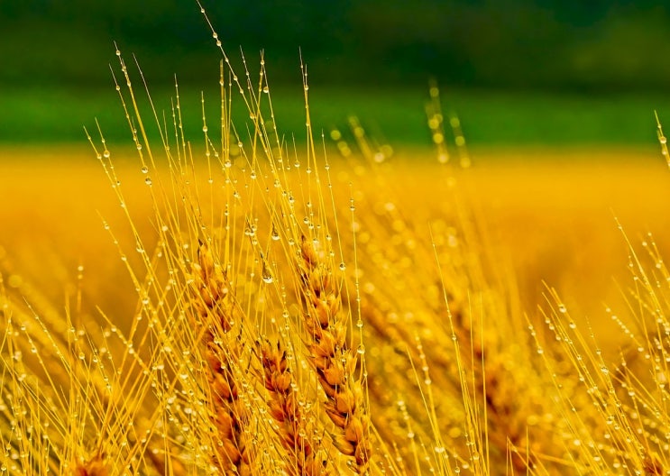2025년 9월 FAO <b>세계 식량가격</b>지수 소폭 <b>하락</b> 식품별 희비... 