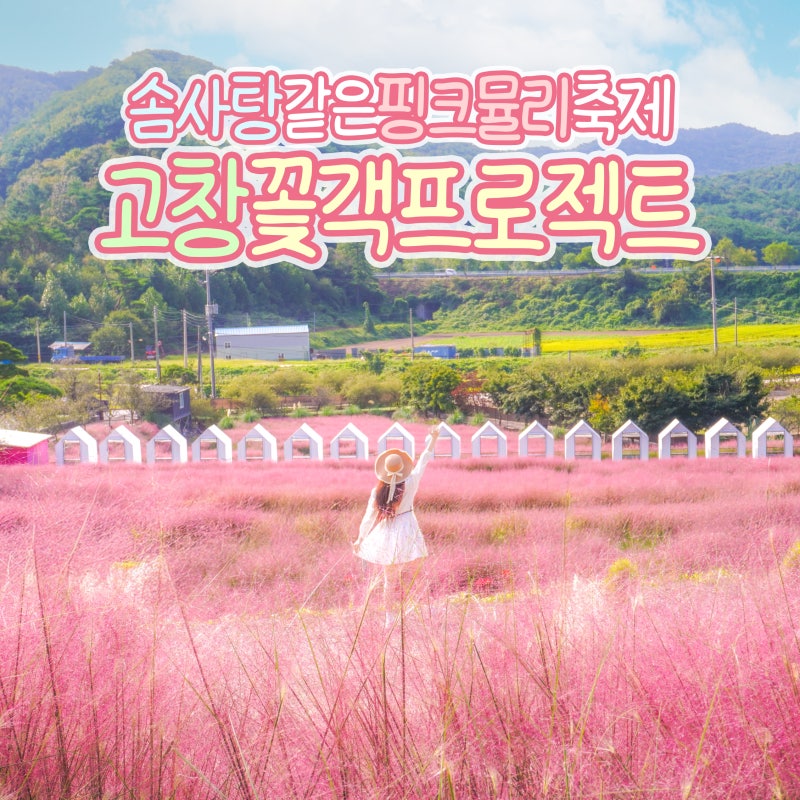 전북 가볼만한곳 꽃객프로젝트 고창 핑크뮬리 축제 기간 입장료