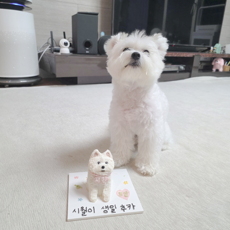 사진 7
