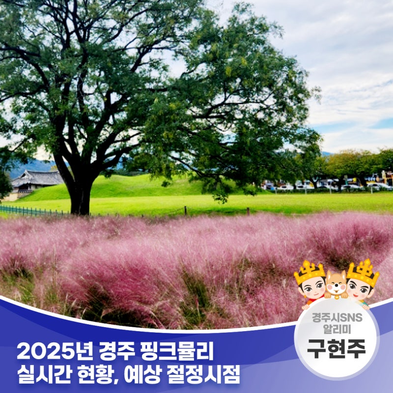 2025년 경주 핑크뮬리 실시간 현황, 예상 절정시점 | 경주시 SNS 알리미 구현주