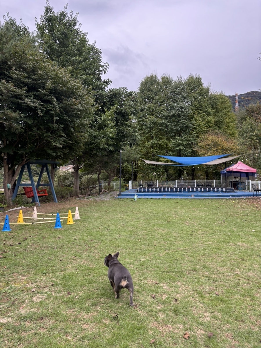 앤드퍼피애견펜션 사진 6