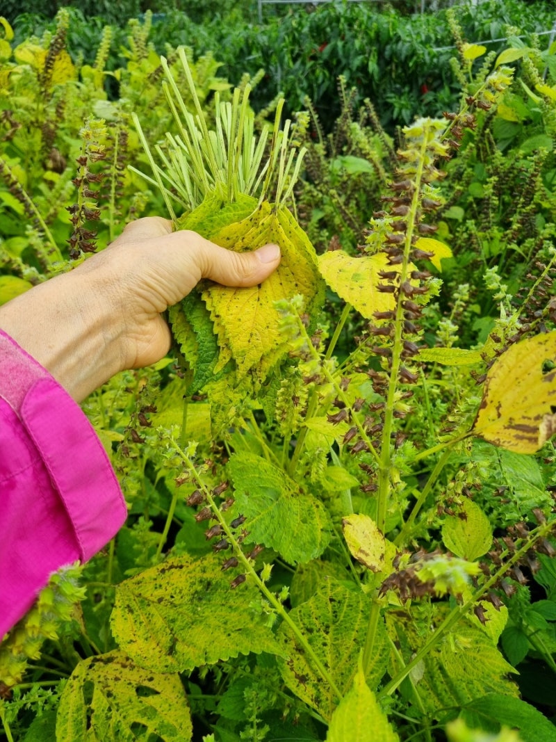 단풍 깻잎 소금물에 삭히기
