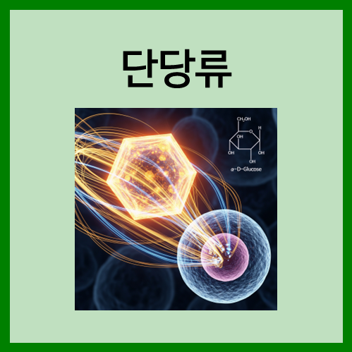 [탄수화물]단당류