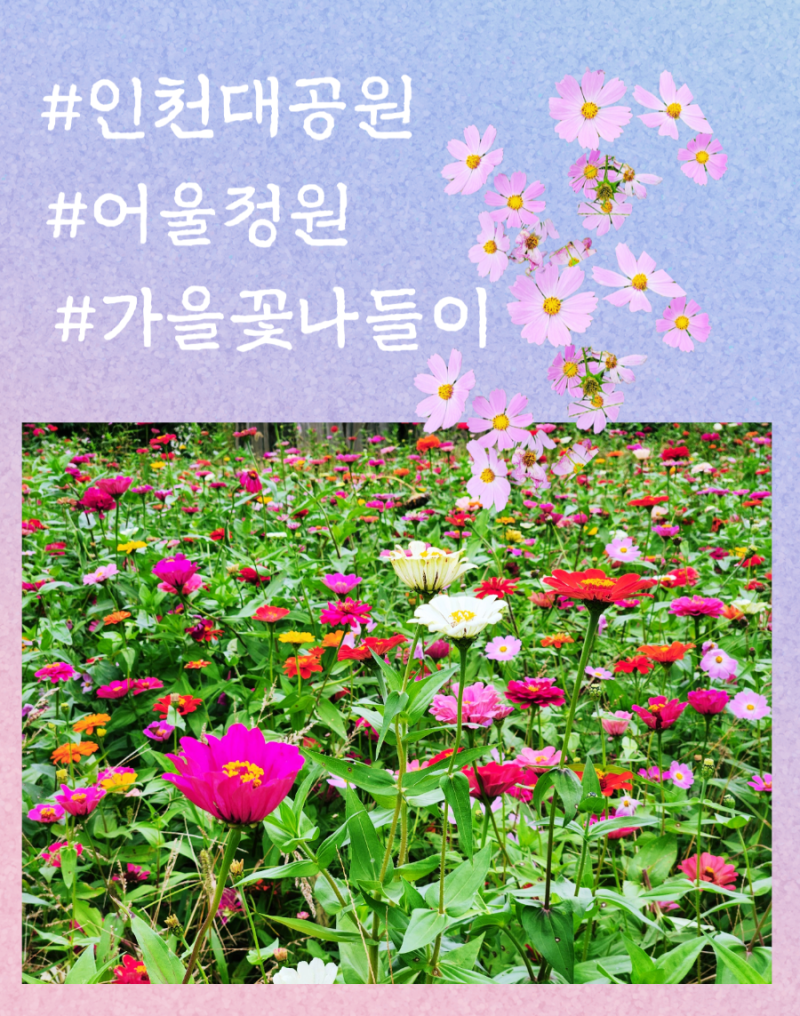 인천대공원 가을꽃 나들이 코스모스와 백일홍 가득한 어울꽃길 산책