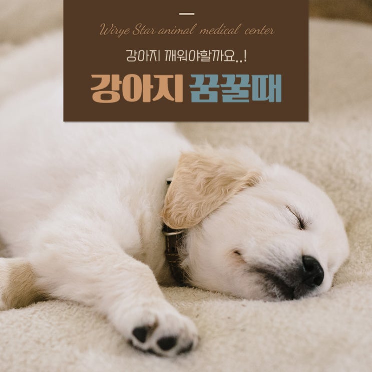  강아지 꿈꿀때 깨우는게 좋을까? 보호자의 올바른 대처법