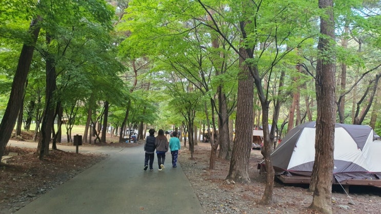  희리산자연휴양림 숲속 2야영장 #리모델링 개악#