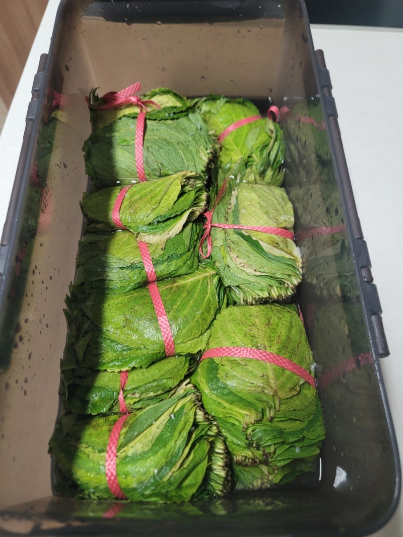 단풍깻잎 삭히는 방법 - 단풍 깻잎 따는 시기 & 깻잎 삭히기