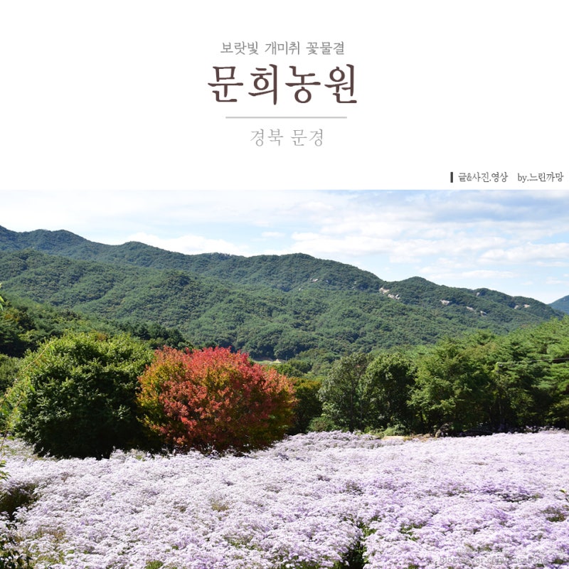 경북 문경 문희농원 개미취 연보랏빛 꽃물결