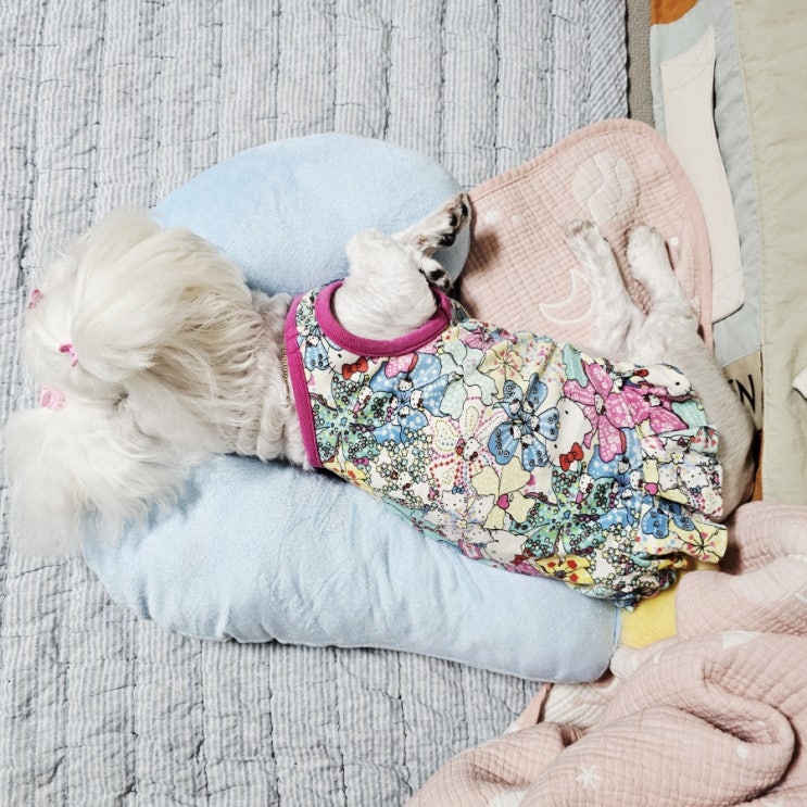 꿍이와 꿍맘 일상 #140, 강아지 잠자는 자세